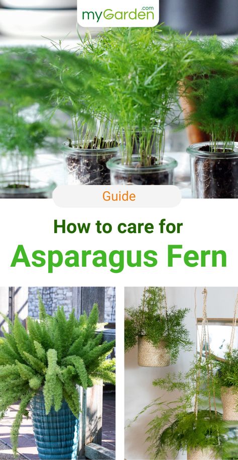 Asparagus Fern is an evergreen houseplant that's perfect for bright and warm rooms. With optimal conditions and good care, Asparagus densiflorus forms tiny white flowers in summer. Learn in this guide how to plant and care for your Asparagus Fern correctly. #mygardencom #mygarden #asparagusfern #asparagusdensiflorus #houseplants Asparagus Plant Care, Asparagus Fern Care, Asparagus Densiflorus, Interior Gardens, Ferns Care, Types Of Ferns, Asparagus Plant, Asparagus Fern, Tiny White Flowers