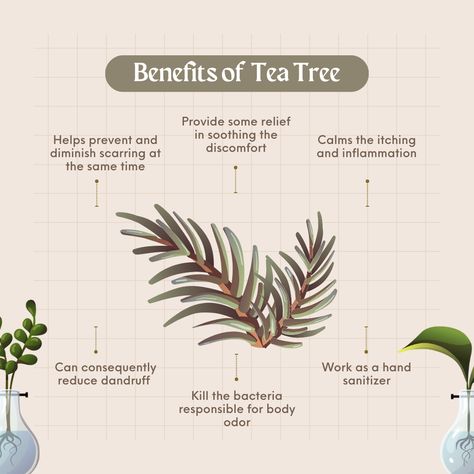 Tea Tree Oil Benefits, Nature Mask, Benefits Of Tea, Real Nature, Mask Sheet, Gorgeous Skin, Tea Benefits, Oil Benefits, Tea Tree Essential Oil