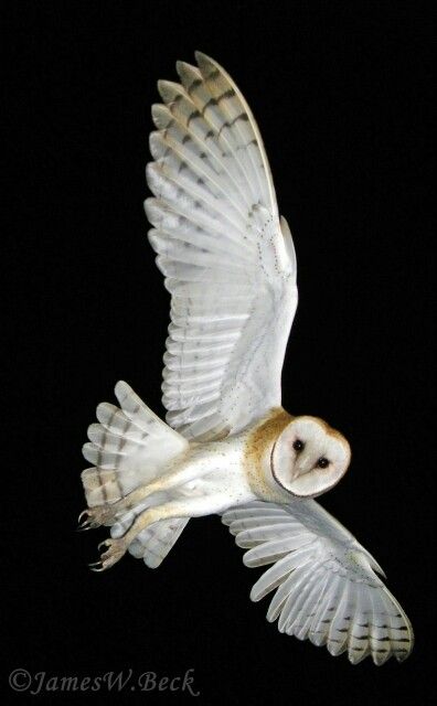 Barn owl in flight Owl Flying, Owl Wings, Barn Owls, Owl Photos, Owl Pictures, Bird Wings, Beautiful Owl, Owl Bird, Snowy Owl