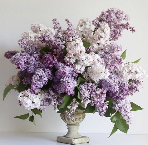 Lilac Wedding Decorations, Wisteria Wedding, Lilac Wedding Bouquet, Purple And Green Wedding, Lilac Bouquet, Mums Flowers, Flower Arrangements Simple, Wedding Table Flowers, Wedding Flower Decorations