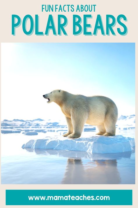 Fun Facts About Polar Bears - Mama Teaches Bear Facts For Kids, Polar Animals Preschool, Polar Bear Facts, Free Homeschool Resources, Polar Animals, Play And Learn, Educational Activities For Kids, Mom Needs, Free Homeschool