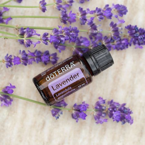 Before I Go To Sleep, Peace Of Mind Quotes, Terra Essential Oils, Esential Oils, Doterra Lavender, Doterra Essential Oils Recipes, Wake Up In The Morning, I Wake Up, Lavandula Angustifolia