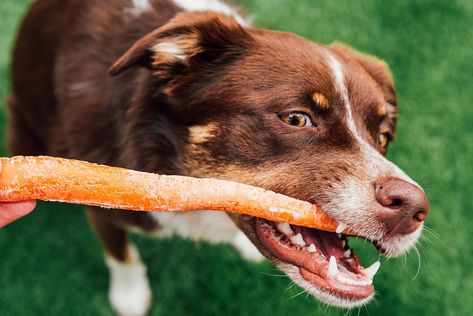 With just two simple ingredients, these frozen carrot homemade dog chews are great for providing a healthy and enriching treat for your dog! Homemade Dog Chews, Can Dogs Eat Carrots, Frozen Carrots, Dog Friendly Cake, Carrot Dogs, Chicken Jerky, Dog Biscuits Homemade, Healthy Dog Treats Homemade, Dog Birthday Cake