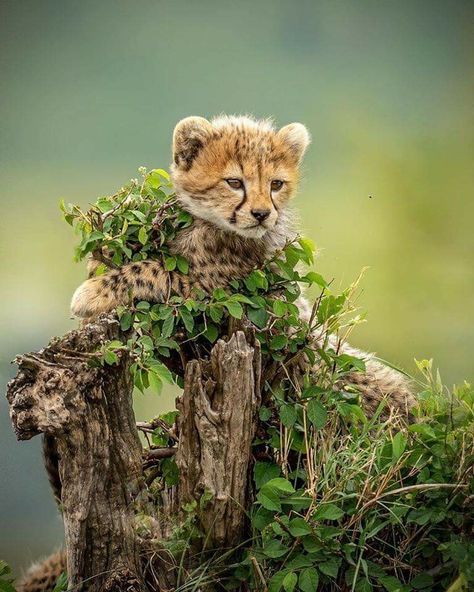 Cheetah Photos, Cheetah Cub, Magical Animals, Cheetah Cubs, Baby Cheetahs, Interesting Animals, Lovely Animals, Majestic Animals, Miniature Animals