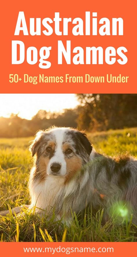 Discover these amazing Australian dog names! They're perfect for anyone who has been or is dreaming of going to the land down under. Or if you have an Australian dog breed! Australian Dog Names, Australian Dog Breeds, Girl Dog Names Unique, Australian Names, Australian Shepherd Names, Australian Shepherd Red Tri, Dog Names Unique, Boy Dog Names, Adopting A Dog