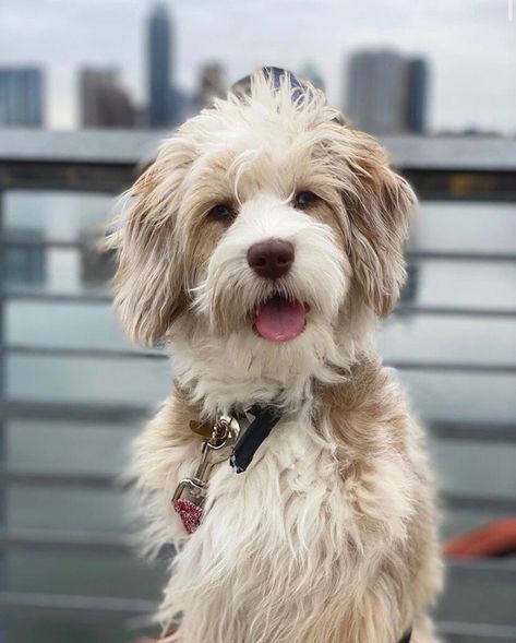 Best Aussiedoodle Haircuts and Styles - Grooming Tips & Guide - Aussie Doodle Moon Aussiedoodle Haircut, Toy Aussiedoodle, Labradoodle Haircut Style, Labradoodle Haircut, Aussie Doodle Puppy, Different Haircuts, Aussie Doodle, Puppy Haircut, Maltipoo Dog