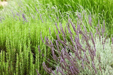 Lavender And Herb Garden, Gravel Herb Garden, Lavender Sage Rosemary Garden, Planting Lavendar And Rosemary, Rosemary Planter Ideas, Lavender Rosemary Garden, Rosemary And Lavender Garden, Mediterranean Herb Garden, Chicken Housing