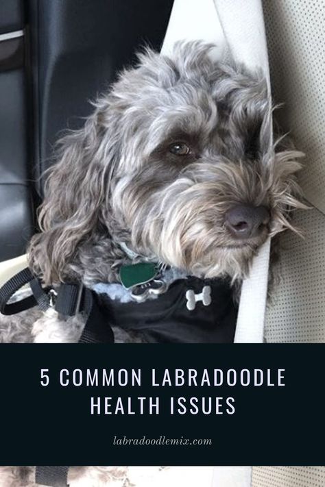 Dog Weight Chart, Golden Doodle Vs Labradoodle, Standard Labradoodle Full Grown, Australian Labradoodle Colors, Australian Labradoodle Full Grown, Goldendoodle Black, Tummy Issues, Super Dry Skin, Car Sick