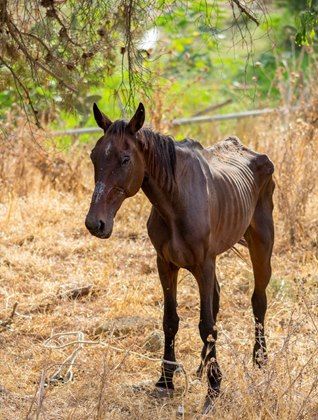 Horse Story, Horse Anatomy, Horse Rescue, The Harvest, Horse Training, Horse Care, Sea World, Rescue Dogs, Horse Girl