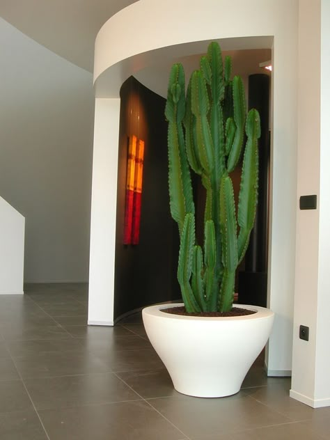 Large Indoor Cactus, Euphorbia Ingens, Indoor Cactus Plants, Indoor Cactus, Beach Bathroom, Potted Plants Outdoor, Plant Decor Indoor, Miniature Plants, Interior Plants