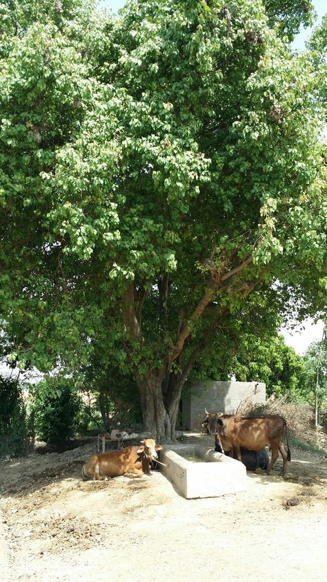 Indian village scene Indian Village Life Photography, Village Photos Indian, Indian Village Photography, Indian Village Aesthetic, Indian Farming, Pakistan Landscape, Prison Architect, Animal Composition, Field Drawing