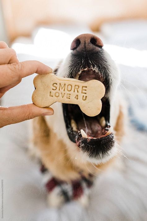 (via Dog Eating Themed Cookie | Stocksy United) - i love every season Dog Logo Design, Healthy Dog Treats Homemade, Dog Hotel, Cat Snacks, 3 Dogs, Dog Photoshoot, Dog Branding, Dog Cookies, Dog Projects