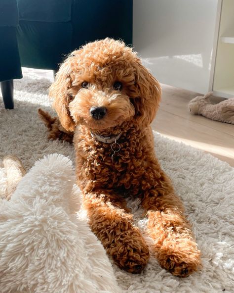 Nala, toy poodle. Toy Poodle Full Grown, Poodle Full Grown, Very Cute Puppies, Poodle Puppy, Pet Life, Toy Poodle, Dog Mom, Cute Puppies, Cute Dogs