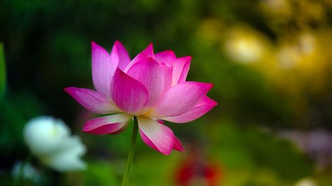 National Flower Of India, Lotus Flower Wallpaper, Cool Desktop Backgrounds, Pink Lotus Flower, Blue Lotus Flower, Cool Desktop, Flower Wallpapers, Blue Lotus, Pink Lotus