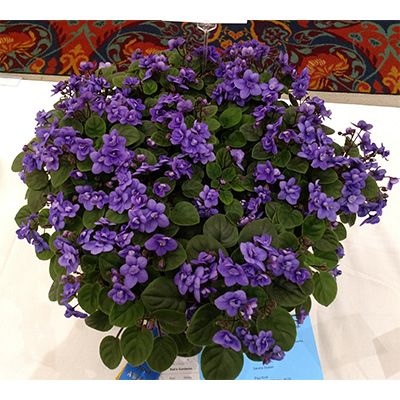 Trailing African violets - The Violet Barn - African Violets and More Kitchen Window Plants, African Violet Care, African Violet Pots, African Violets Plants, Window Plants, Violet Plant, Garden Nursery, African Violet, Free Plants