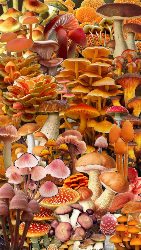 #fairycore #fairy #orange #mushrooms #orangeaesthetic #fyp #summer #wallpaper Mystic Forest, Orange Mushroom, Fairycore Fairy, Orange Aesthetic, Lock Screens, My Interests, Summer Wallpaper, Screen Savers, Phone Wallpapers