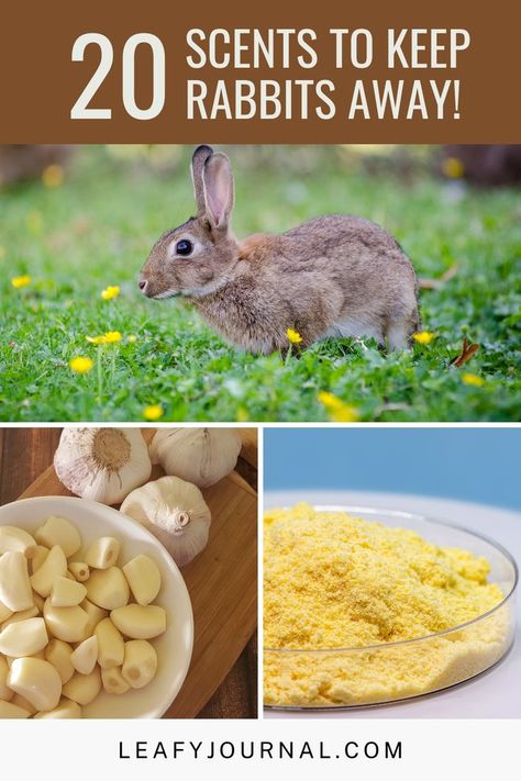 Bunny Proof Garden, Bunny Garden Ideas, How To Get Rid Of Rabbits In The Yard, Rabbit Deterrent Plants, Keep Rabbits Out Of Garden, Rabbit Deterrent For Garden, How To Keep Rabbits Out Of Garden, Rabbit Repellant In The Garden, Flowers That Rabbits Will Not Eat