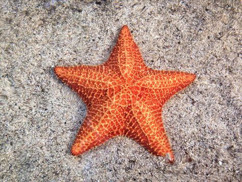 12 Surprising Facts About Starfish Starfish Reference, Starfish Facts, Types Of Starfish, Star Sea, Sea Stars, Beautiful Sea Creatures, Architecture Tattoo, Star Fish, Surprising Facts