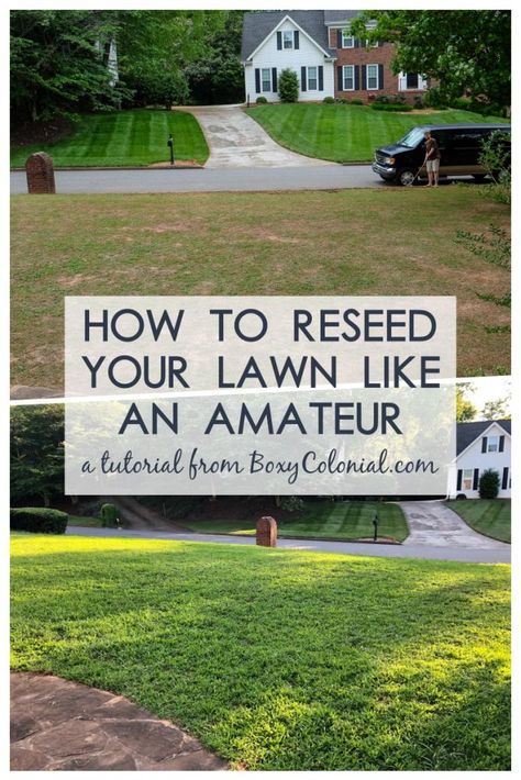 When People with No Idea What They're Doing Reseed a Lawn - Planting Grass, Sustainable Landscaping, Lawn Care Tips, House Landscaping, Front House, Lawn And Landscape, Diy Outdoor Decor, Front Lawn, Front House Landscaping