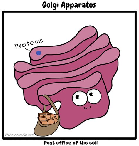 It's Golgi. Golgi Apparatus.  GIF by The Amoeba Sisters. Golgi Apparatus, Amoeba Sisters, Biology Jokes, Science Cells, Biology Humor, Biology Resources, Biology Classroom, Secondary Science, Ap Biology