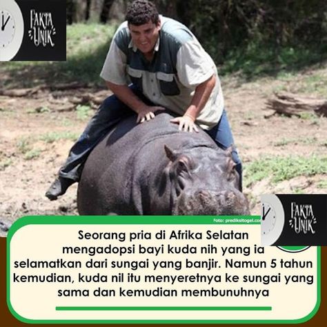 #fakta #unik #faktafaktadunia118 #judionlineterpercaya #angelinamichelle96 Kuda Nil, Hippopotamus, Animals