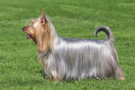 Small Non Shedding Dogs, Non Shedding Dog Breeds, Australian Silky Terrier, Non Shedding Dogs, Rare Dogs, Coconut Oil For Dogs, Rare Dog Breeds, Toy Dog Breeds, Silky Terrier