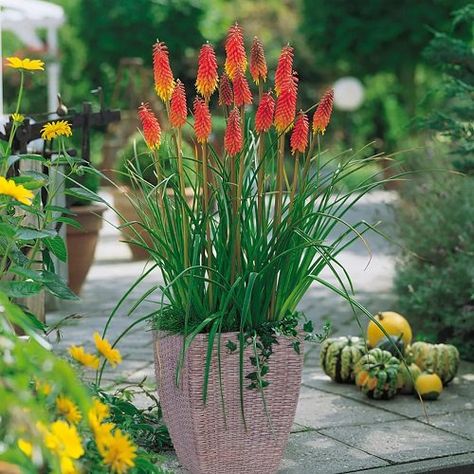 Red Hot Poker Plant Care and Growing Information Red Hot Poker Plant, Flagstone Patio Design, Red Hot Poker, Van Zyverden, Patio Kits, Rattan Planters, Canna Lily, Full Sun Perennials, Pink Book