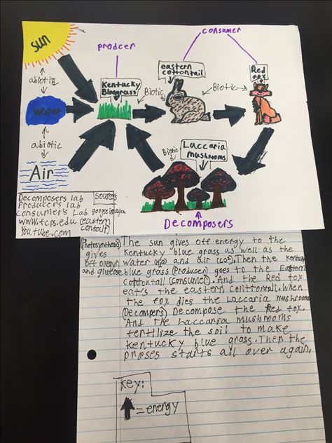 Poster food web with writing. Food Web Projects Middle School, Food Webs Projects, Food Web Activities, Food Webs, Elementary Science Activities, Poster Food, 7th Grade Science, Web Portfolio, Festival Ideas