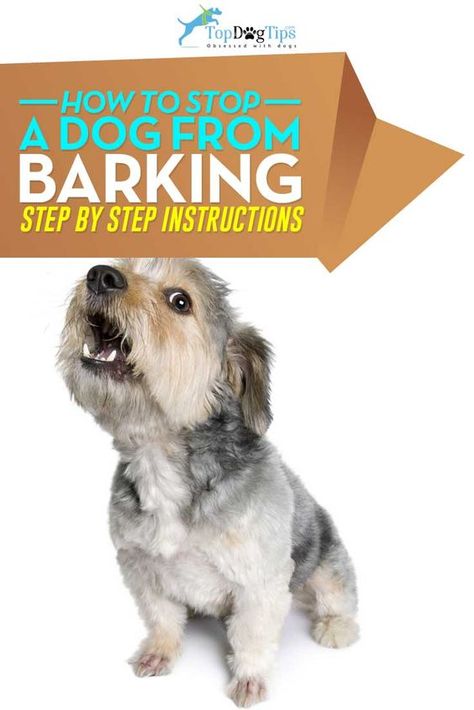 How To Stop My Dog From Barking, Train Dog Not To Bark, Stop Barking Dogs Tips, Stop Puppy Barking, Small Dog Training, Stop Dog Barking, Dog Minding, Easiest Dogs To Train, Dog Training Techniques