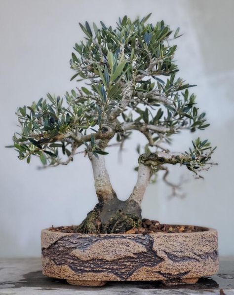 Picture 3 - I re-potted my Shohin Olive bonsai. The pot was made by a local ceramicist "Gunz." 02/2023 Olive Bonsai Tree, Olive Bonsai, Olive Tree Bonsai, Bonsai Ideas, Bonsai Trees, Olive Tree, Bonsai Tree, Trees, Plants