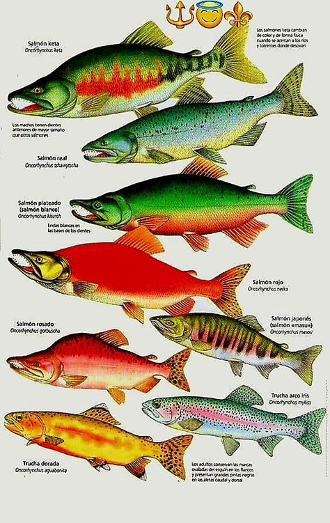 Salmon Species, Fish Chart, Pig Breeds, Fish Artwork, Monster Fishing, Vintage Campers Trailers, Fish Illustration, Brown Trout, Types Of Fish