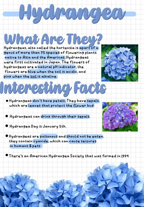 Blue Hydrangea Meaning, Hydrangea Symbolism, Blue Hydrangea Aesthetic, Hydrangea Meaning, Periwinkle Garden, Flowers Facts, Facts About Flowers, Blue Flower Names, Flower Information