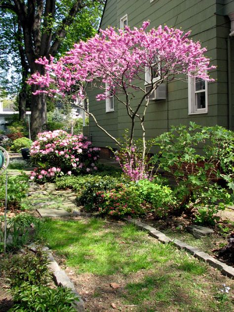 Eastern Redbud Oklahoma Redbud Tree, Peony Bushes, Eastern Redbud Tree, Redbud Trees, Front Landscape, Garden Wildlife, Peony Bush, Eastern Redbud, Redbud Tree