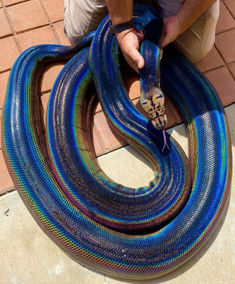 Biggest Snakes In The World, Reptile Zoo, Snake Wildlife Photography, Eastern Hognose Snake, Reticulated Python, Rainbow Snake, World's Largest Snake, Dog Meet, African Bush Viper Snake