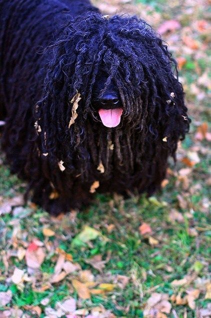 Hungarian Puli Hungarian Puli, Mop Dog, Puli Dog, Hungarian Dog, Top 10 Dog Breeds, Herding Dogs, Central Asia, Dog Names, Beautiful Dogs