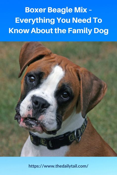 Boxer Beagle Mix – Everything You Need To Know About A Family Hybrid Dog Boxer Mix Dogs, Boxer Beagle Mix, Best Family Dog Breeds, Family Dogs Breeds, Designer Dogs Breeds, Hybrid Dogs, Boxer Mix, Beagle Mix, Family Dog