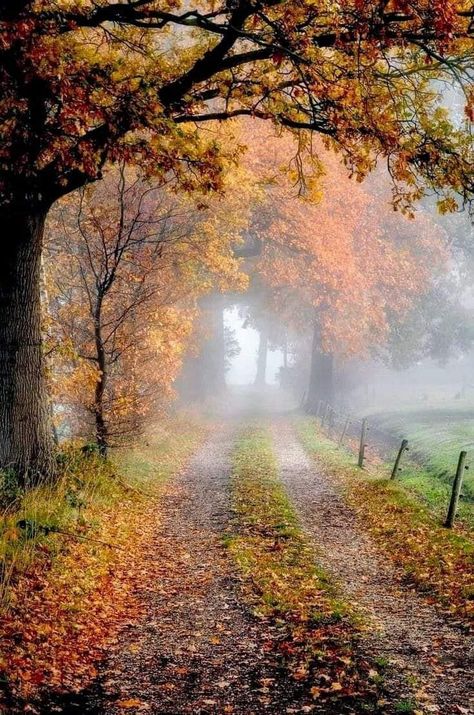 Misty Autumn, Image Nature, Autumn Morning, Autumn Scenes, Season Of The Witch, Autumn Scenery, Autumn Beauty, Best Seasons, Jolie Photo