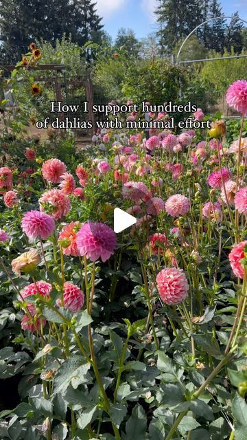 Dahlia Staking Ideas, Supporting Dahlias, Flower Support Ideas, Dahlia Support Ideas, Staking Dahlias, Dahlia Gardens, Bailing Twine, Dahlia Flower Garden, Zinnia Garden