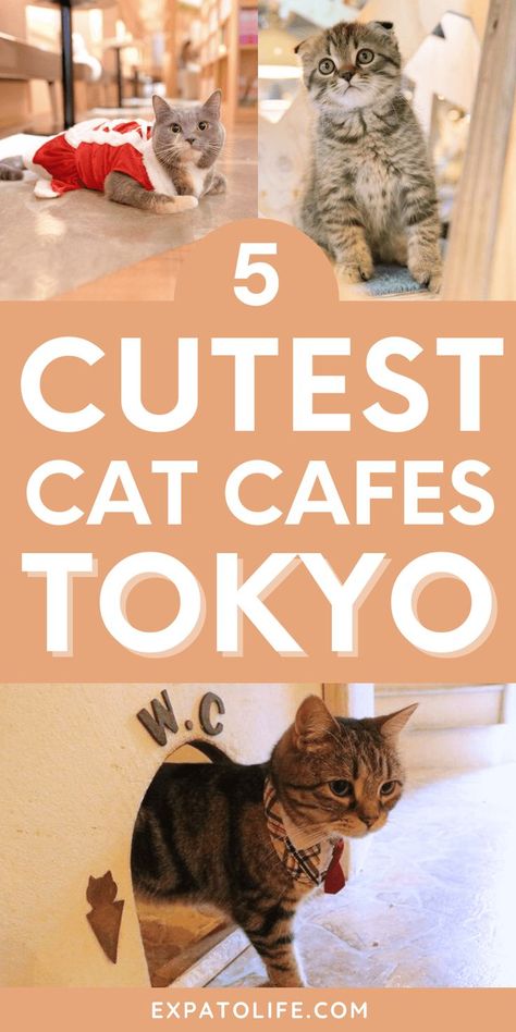 Complete guide to the best cat cafes in Tokyo, Japan, featuring the unique Tokyo Japan cat cafes, tokyo cat cafe aesthetic, and must-visit cafe spots like Cat Cafe Mocha Tokyo. Japan Travel Aesthetic, Cafes In Tokyo, Japan Travel Itinerary, Cat Cafes, Japan Cat, Cafe Mocha, Things To Do In Japan, Café Mocha, Top Cat