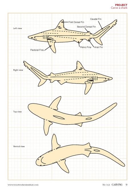 Shark Template, Whittling Patterns, Wooden Shark, Fish Wood Carving, Wood Carving Faces, Simple Wood Carving, Wood Carving For Beginners, Shark Pattern, Mc Escher