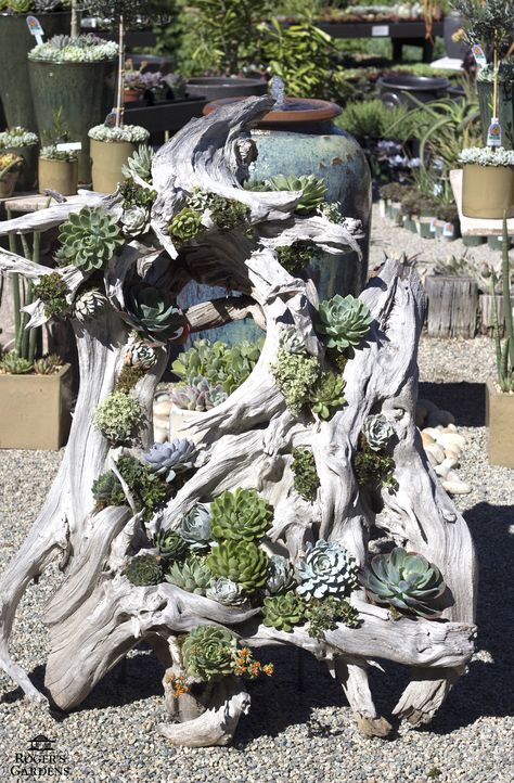 Driftwood beauty http://rogersgardens.com/design-ideas/ Rogers Gardens, Succulent Garden Design, Diy Fountain, Garden Area, Succulent Gardening, Garden Signs, Succulents Garden, Rock Garden, Dream Garden