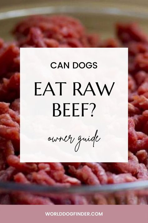 Many dog owners consider switching their dogs to raw dog food, and one of the first questions they have is, “Can dogs eat raw beef?” The shortest answer would be - It depends. Beef is usually a great protein and fat source, but that doesn’t mean all raw beef is safe for dogs. Here is what you should know and look out for before you feed your dog raw beef; #dogfood #food #dog #dogbreeds Raw Beef, Fat Sources, Raw Dog Food, Raw Meat, Beef Meat, Food Dog, Raw Dog Food Recipes, Human Food, Can Dogs Eat