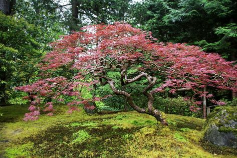 Oregon Landscape, Panicle Hydrangea, Japanese Maples, Japanese Maple Tree, Grey Gardens, Master Gardener, Japanese Maple, Maple Tree, Seasonal Garden