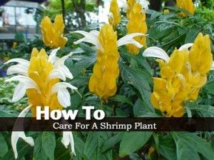 How To Care For A Shrimp Plant Plant Lice, Shrimp Plant, Best Plants For Shade, Flower Bed Designs, Diy Garden Fountains, Plant Care Houseplant, Butterfly Plants, Container Gardening Flowers, Small White Flowers