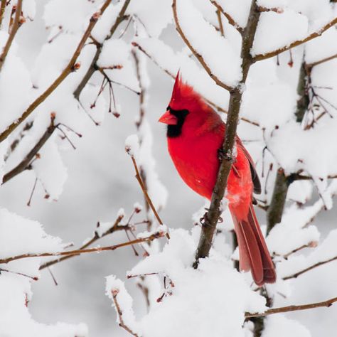 The goodness of nature.  I love cardinals. Winter Gif, Winter Christmas Scenes, Winter Cardinal, Bird Free, Winter Bird, Cardinal Birds, Red Bird, Funny Birds, Red Cardinal