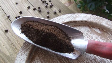 Coffee Grounds In The Garden, Coffee Grounds For Plants, Growing Tomatillos, Chinese Mustard, Compost Tumbler, Acid Loving Plants, Asparagus Fern, Uses For Coffee Grounds, Seed Germination