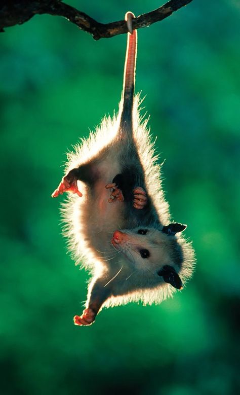 15+ Awesome Possums And Opossums | Bored Panda | Bloglovin’ Opossum Hanging, Draw Scenery, Baby Possum, Regnul Animal, Awesome Possum, Wildlife Rehabilitation, Baby Animals Funny, An Animal, Animal Photo