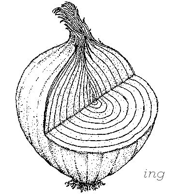 Onions Drawing, Onion Drawing, Quantum Theory, Organic Molecules, Life Day, Paper Architecture, Food Illustration Art, Layered Art, Graphic Projects