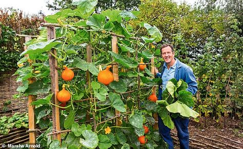 No room to grow pumpkins? Monty Don has found an aternative that's been thriving in his garden  | Daily Mail Online Pumpkin Trellis, Grow Pumpkins, Growing Squash, Monty Don, Pumpkin Garden, Allotment Gardening, American Garden, Growing Pumpkins, Thriving Garden