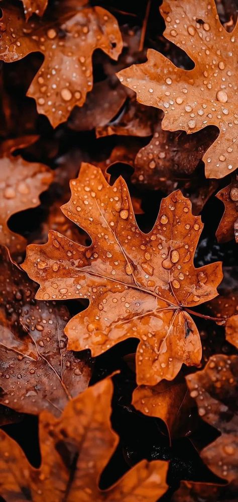 Fall I Pad Wallpapers, Fall Brown Aesthetic Wallpaper, Fall Colors Aesthetic Wallpaper, Fall Plant Aesthetic, Fall Tree Aesthetic, Cozy Fall Lockscreen, November Asthetic Wallpers, November Iphone Wallpaper Aesthetic, Fall Foliage Aesthetic